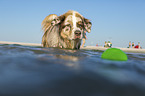 Australian Shepherd im Wasser