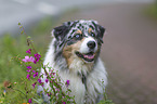 Australian Shepherd Portrait
