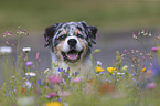 Australian Shepherd Portrait