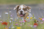 Australian Shepherd Portrait