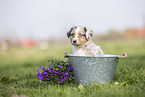 Australian Shepherd Welpe