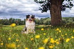 sitzender Australian Shepherd