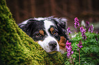 Australian Shepherd Portrait