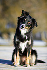 sitzewnder Australian Shepherd