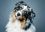 Australian Shepherd Portrait