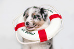 Australian Shepherd Portrait