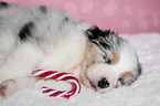 liegender Australian Shepherd Welpe