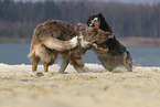 spielende Australian Shepherds