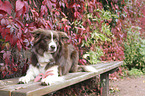 liegender Australian Shepherd