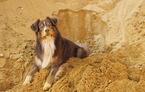 Australian Shepherd in der Sandgrube