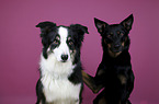 sitzende Australian Shepherds