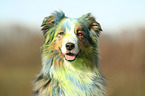 Australian Shepherd Portrait