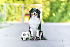 sitzender Australian Shepherd