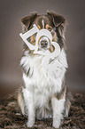 sitzender Australian Shepherd