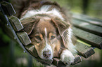 liegender Australian Shepherd