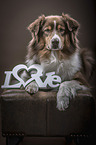 liegender Australian Shepherd