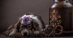 liegender Australian Shepherd