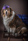 sitzender Australian Shepherd