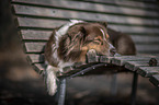 liegender Australian Shepherd