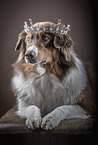 liegender Australian Shepherd
