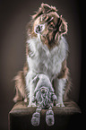 sitzender Australian Shepherd
