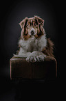 liegender Australian Shepherd