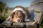 liegender Australian Shepherd