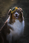 Australian Shepherd