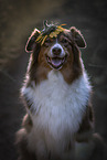 sitzender Australian Shepherd