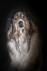 Australian Shepherd Portrait