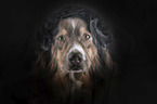 Australian Shepherd Portrait