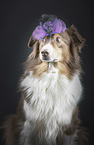 sitzender Australian Shepherd