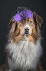 Australian Shepherd Portrait
