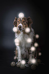 sitzender Australian Shepherd
