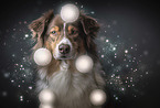 Australian Shepherd Portrait