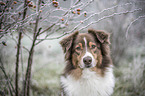 Australian Shepherd Portrait