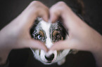 Mensch mit Australian Shepherd