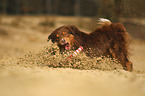 rennender Australian Shepherd