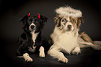 Australian Shepherds im Kostm