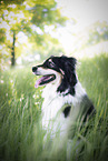 sitzender Australian Shepherd