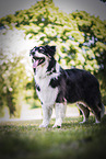 stehender Australian Shepherd