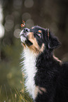 Australian Shepherd Portrait