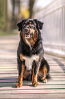 sitzender Australian Shepherd