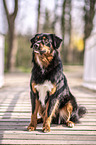 sitzender Australian Shepherd