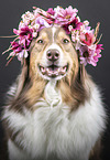 Australian Shepherd Portrait