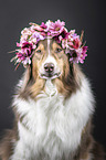 Australian Shepherd Portrait