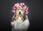 Australian Shepherd Portrait