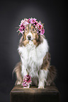sitzender Australian Shepherd