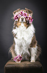 sitzender Australian Shepherd