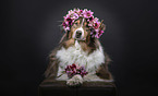 liegender Australian Shepherd